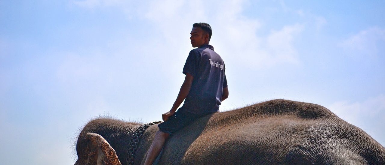 elephant ride ban - travel treasures