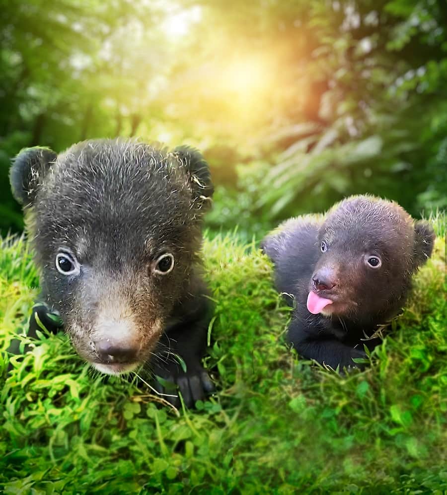 The Amazing Taman Safari Bali Welcomes Himalayan Black Bear Cubs